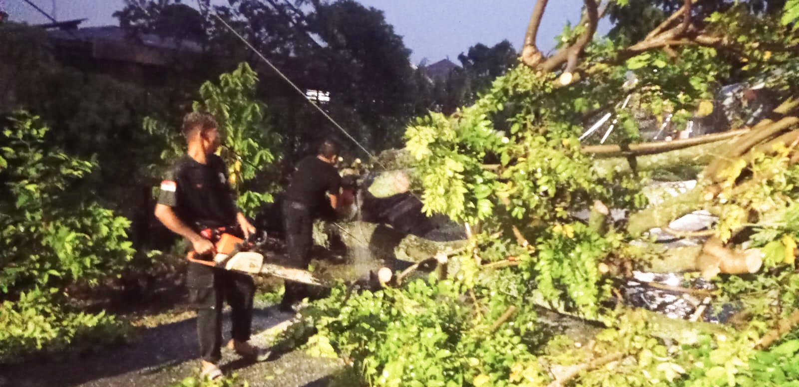 akibat-hujan-dan-angin-kencang,-pohon-kedondong-timpa-kanopi-rumah-warga