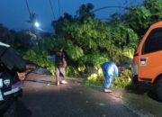 Hujan Angin Robohkan Pohon di Padang, Timpa Rumah dan Putuskan Kabel