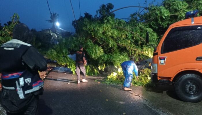 Hujan Angin Robohkan Pohon di Padang, Timpa Rumah dan Putuskan Kabel