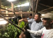 Kambing Etawa Jadi Harapan Baru Ekonomi Warga Kampung Padayo