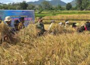 Program Sawah Pokok Murah Tingkatkan Panen Petani Solok Hingga 7 Ton per Hektar