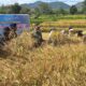 program-sawah-pokok-murah-tingkatkan-panen-petani-solok-hingga-7-ton-per-hektar