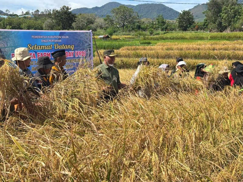 program-sawah-pokok-murah-tingkatkan-panen-petani-solok-hingga-7-ton-per-hektar