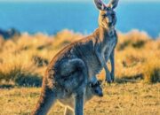 Pengaruh Geografi Australia terhadap Satwa dan Budaya