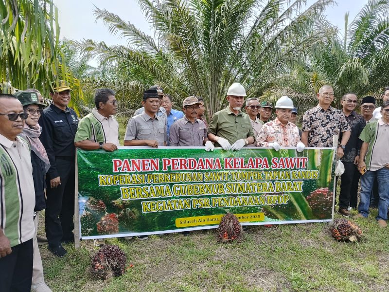panen-perdana,-program-replanting-sawit-di-sumbar-berhasil