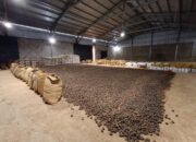 Sumbar Pacu Ekspor Gambir ke India, Optimistis Pasar Global Pulih