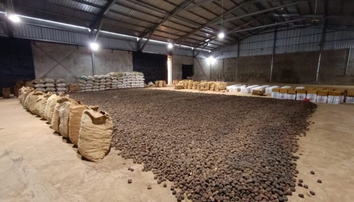 Sumbar Pacu Ekspor Gambir ke India, Optimistis Pasar Global Pulih