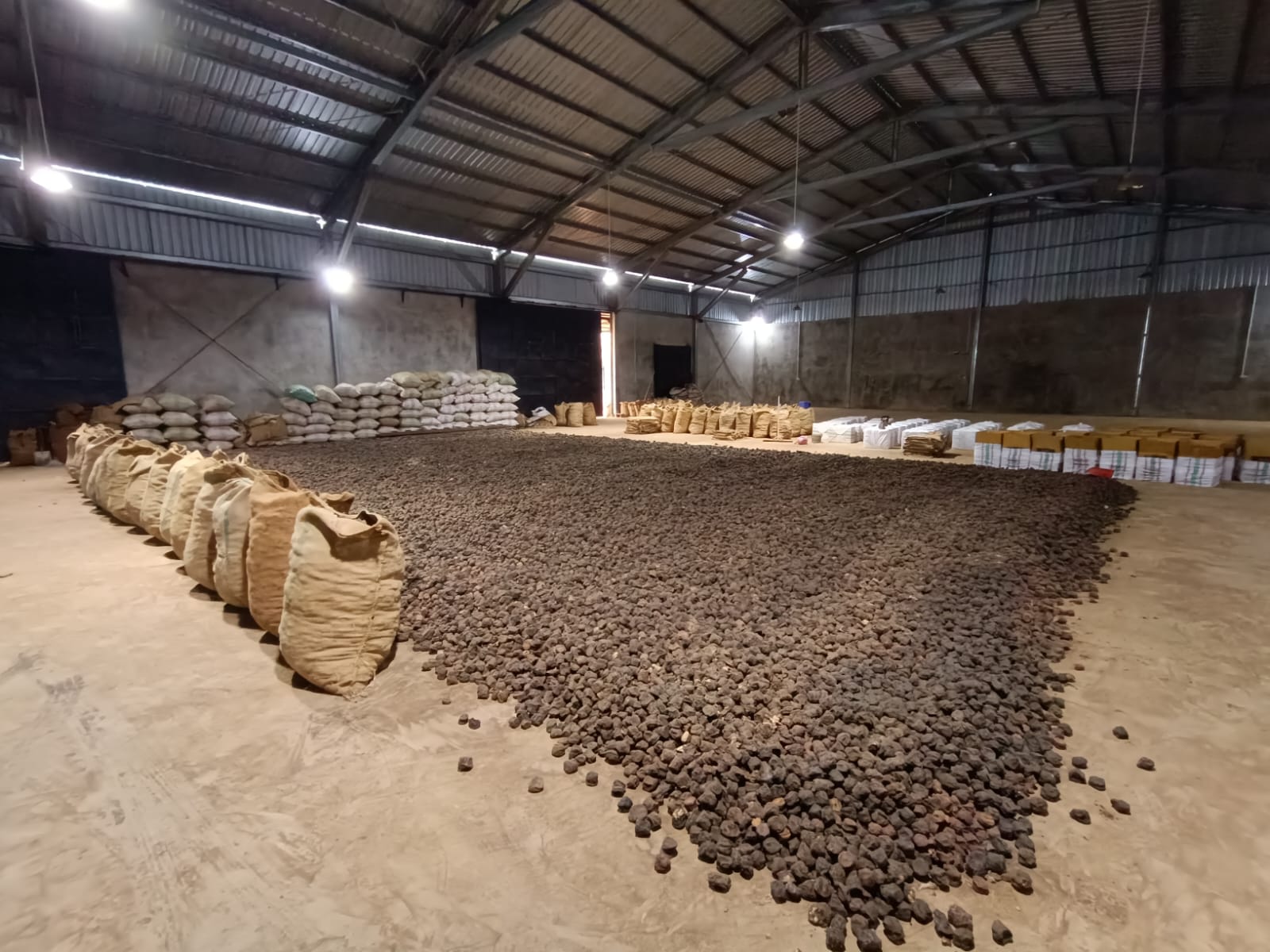 sumbar-ekspor-gambir-ke-india,-pasar-global-menggeliat