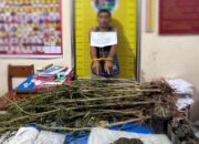 Polisi Bekuk Petani Ganja di Sungai Tarab, Sita Puluhan Batang!