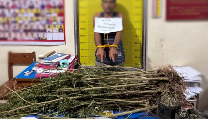 Polisi Bekuk Petani Ganja di Sungai Tarab, Sita Puluhan Batang!