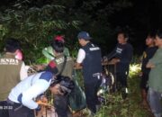 Beruang Madu Serang Petani di Pasaman, Tiga Warga Terluka. BKSDA Bertindak!