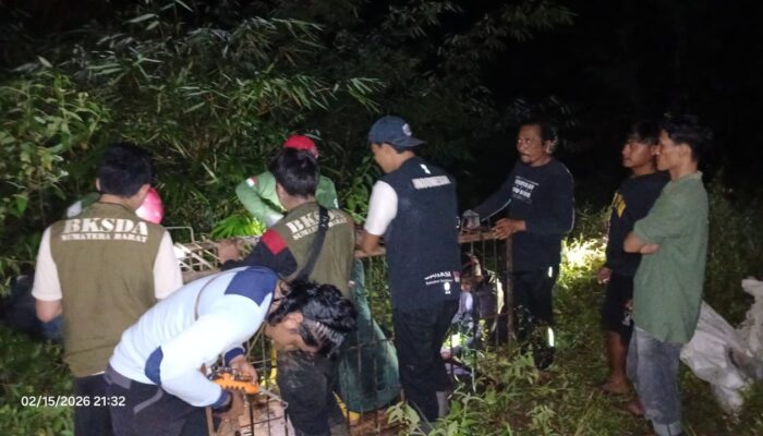 Beruang Madu Serang Petani di Pasaman, Tiga Warga Terluka. BKSDA Bertindak!