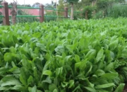 Tingkatkan Kualitas Sapi Potong, BPTU HPT Padang Mengatas Garap Potensi Chicory