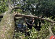 BPBD Padang Evakuasi Pohon Tumbang Timpa Rumah Warga Mata Air