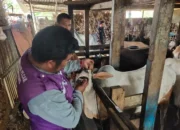 Dinas Pertanian Padang Perketat Pemeriksaan Sapi Kurban Jelang Iduladha