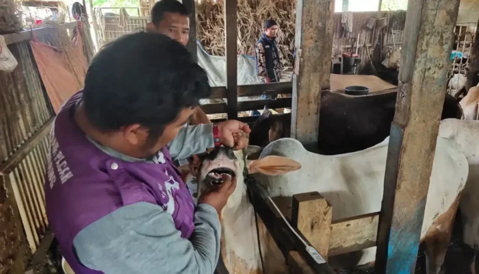 Dinas Pertanian Padang Perketat Pemeriksaan Sapi Kurban Jelang Iduladha