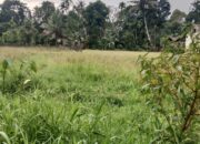 Pasca putusnya Irigasi Gunung Nago, Ratusan Petani Menjerit, 300 Ha Sawah Terlantar