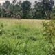 pasca-putusnya-irigasi-gunung-nago,-ratusan-petani-menjerit,-300-ha-sawah-terlantar