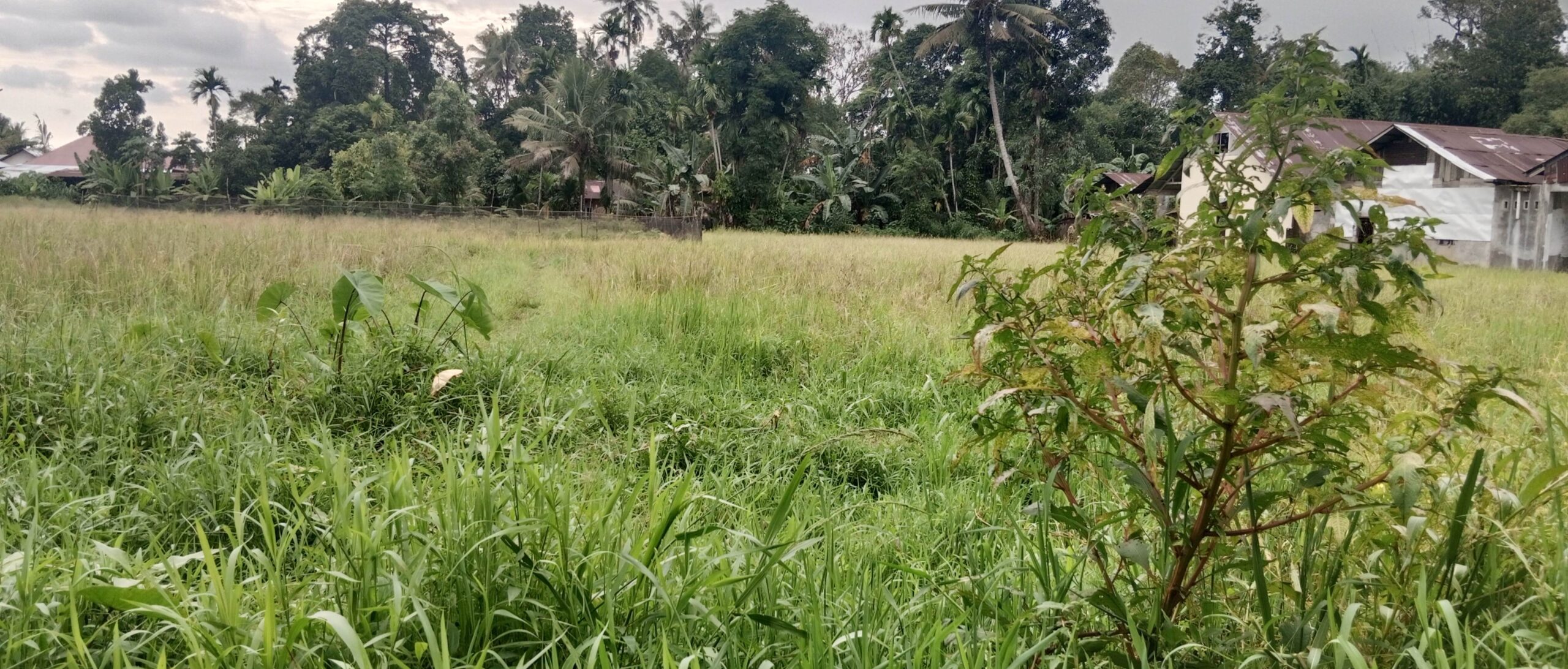 pasca-putusnya-irigasi-gunung-nago,-ratusan-petani-menjerit,-300-ha-sawah-terlantar