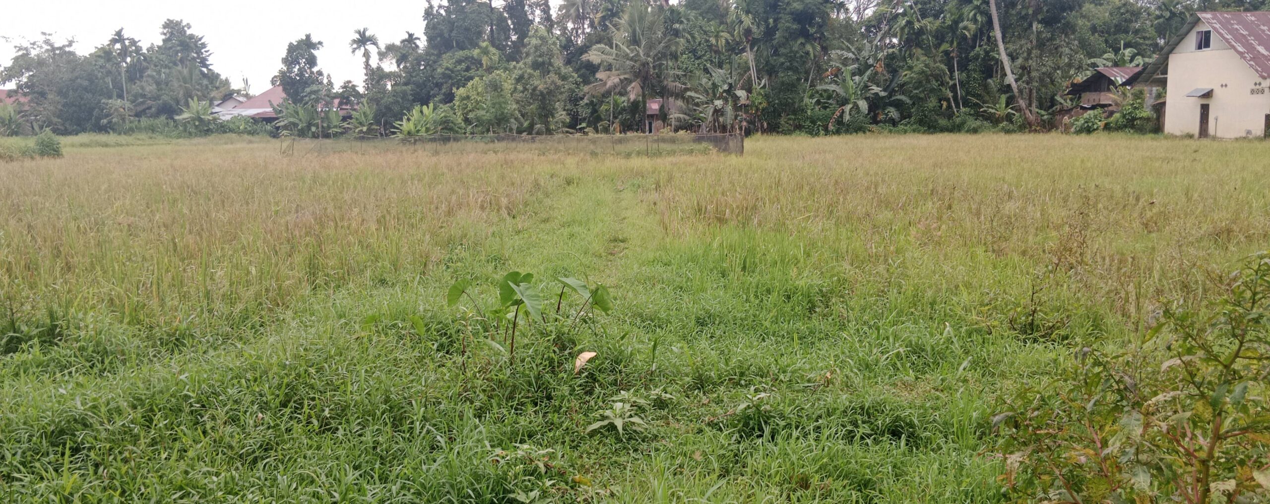 petani-terdampak-putusnya-irigasi-gunung-nago-minta-pemerintah-segera-carikan-solusinya