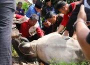 Kwarda Pramuka Sumbar Salurkan Kurban untuk Warga Padang Terdampak Bencana