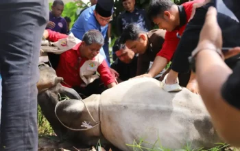 Kwarda Pramuka Sumbar Salurkan Kurban untuk Warga Padang Terdampak Bencana