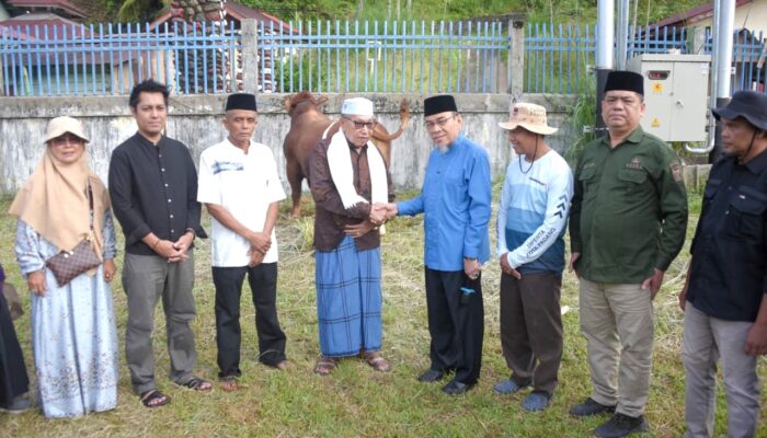 Maigus Nasir Tinjau Penyembelihan Sapi Kurban Presiden di Pauh