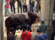 sapi-“lambo”-milik-wagub-sumbar-jadi-perhatian-saat-idul-adha-di-pasaman