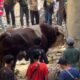 sapi-“lambo”-milik-wagub-sumbar-jadi-perhatian-saat-idul-adha-di-pasaman