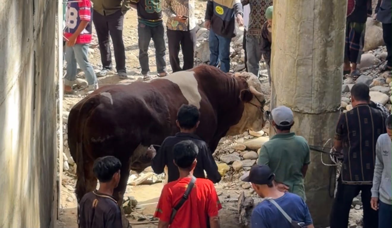 sapi-“lambo”-milik-wagub-sumbar-jadi-perhatian-saat-idul-adha-di-pasaman