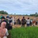 alih-komoditi-berhasil,-petani-padang-panen-jagung-pioneer-32-pascabencana