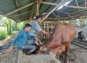 Padang Gencarkan Vaksin Gratis untuk Cegah PMK Ternak